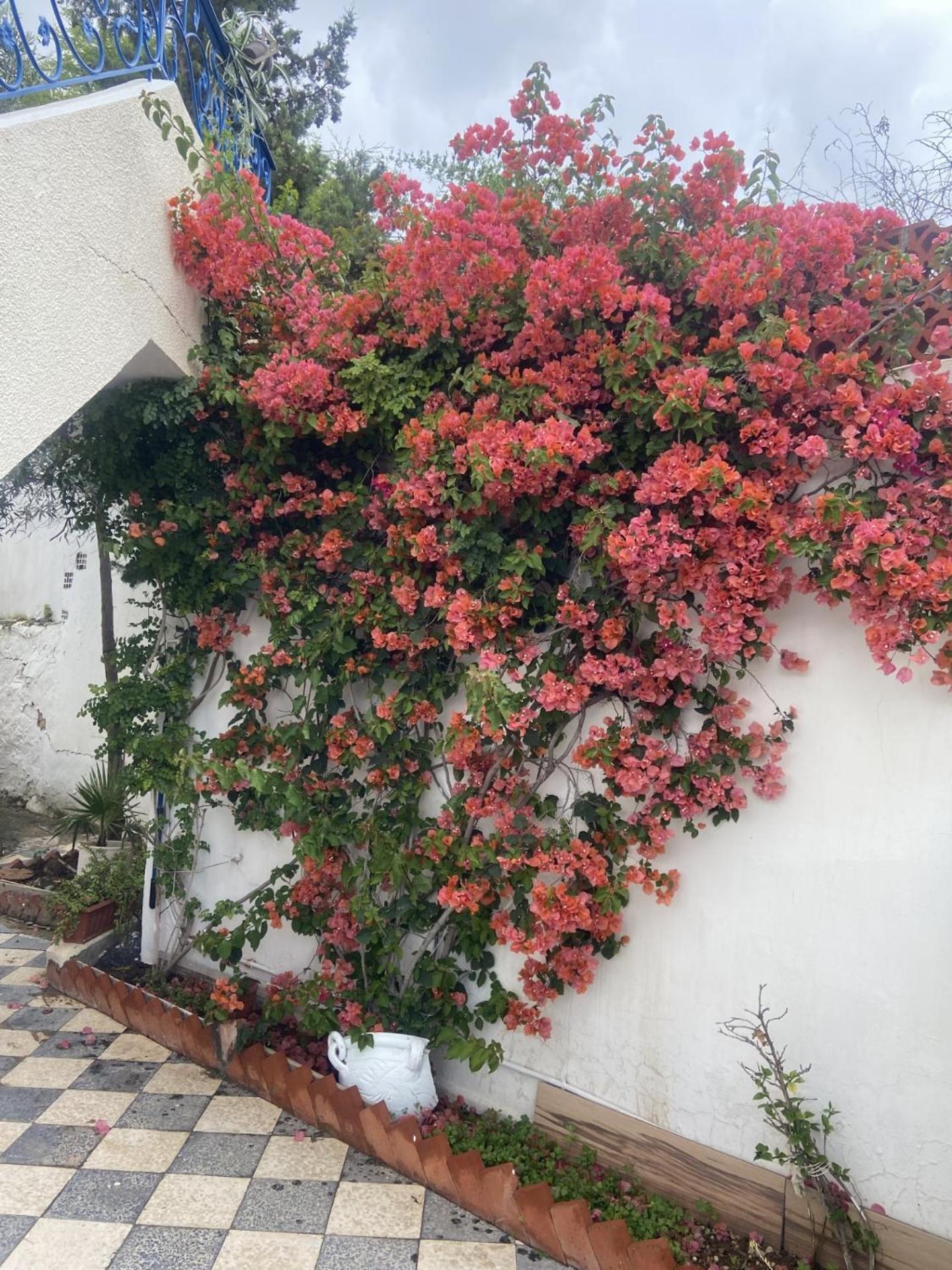 Maison A El Omrane . 突尼斯 外观 照片
